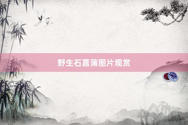 野生石菖蒲图片观赏